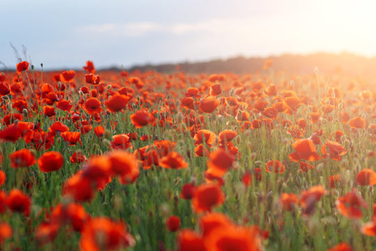 With poppies