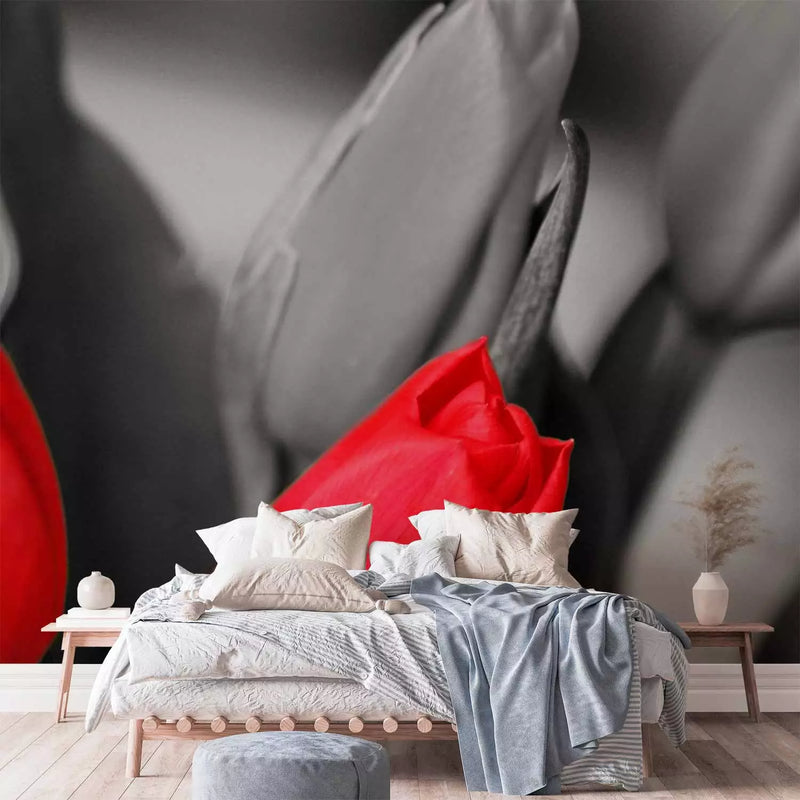 Wall Murals - red tulips on a black and white background, 60352