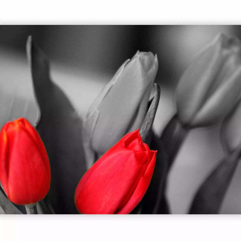 Wall Murals - red tulips on a black and white background, 60352