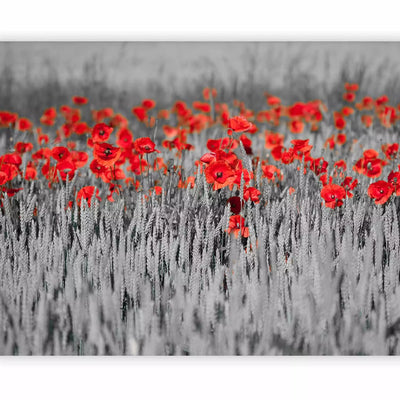 Wall Murals - Poppies on black and white background, 60400