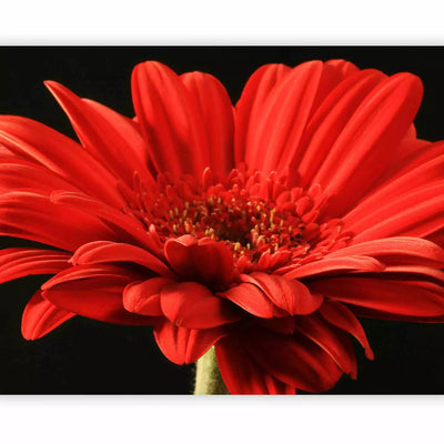 Fototapetai su gėlėmis - ryškiai raudona gerbera, 60705