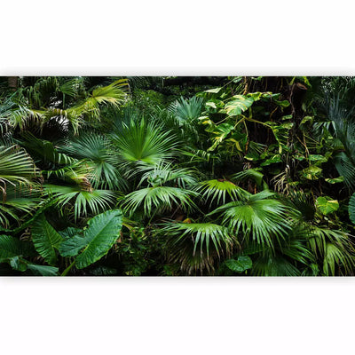 Large-format photo wallpapers - Tropical forest, 146425