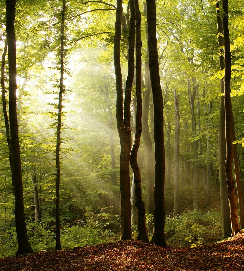 Lētas fototapetes ar saulainu mežu - Meža miers, 225x250 cm D-ART