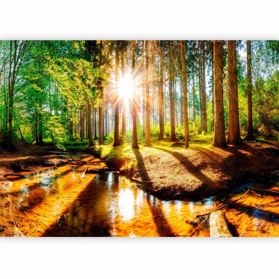 Fototapetes ar saulainu mežu - Brīnišķīgs mežs, 97978