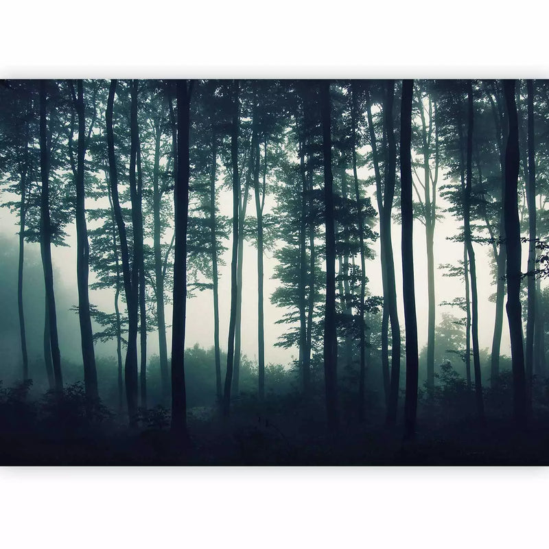 Fototapetai su vaizdu į mišką - Tamsus miškas, 94799