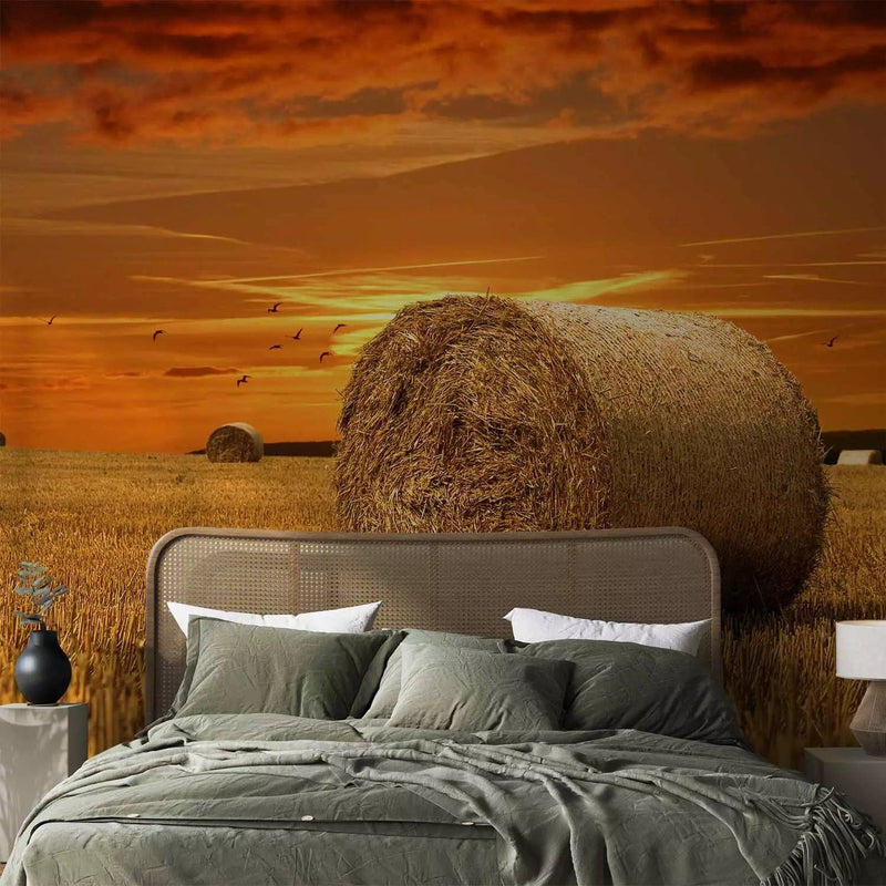 Wall Murals - Golden Fields - village landscape at sunset G-ART