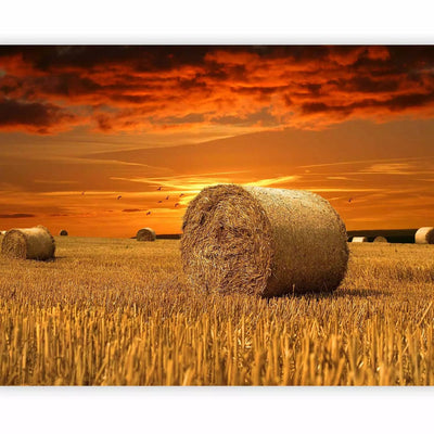 Wall Murals - Golden Fields - village landscape at sunset G-ART