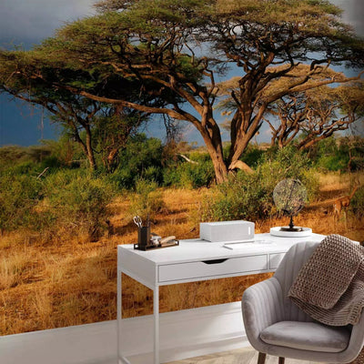 Wall Murals with African nature - Samburu National Reserve - 61397 G-ART