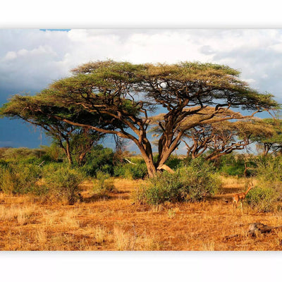 Fototapetes ar Āfrikas dabu - Samburu nacionālais rezervāts - 61397 G-ART