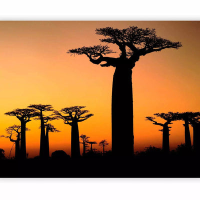 Wall Murals with African baobabs and sunset - material selection G-ART