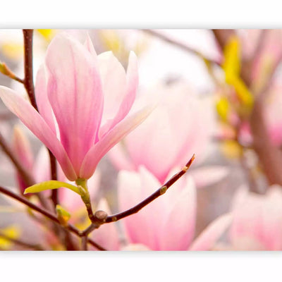 Fototapetes ar magnoliju - magnolijas ziedi tuvplānā, 60413 G-ART