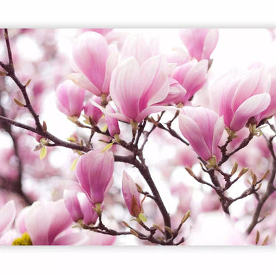 Fototapetes ar magnoliju - Ziedošas magnolijas - 60416 G-ART