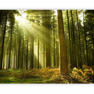 Fototapetes ar mežu - Priežu mežs, 60528 G-ART