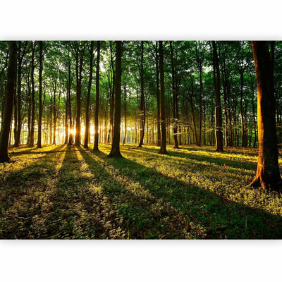 Фотообои с лесом - Утро в лесу, 60494 G-ART