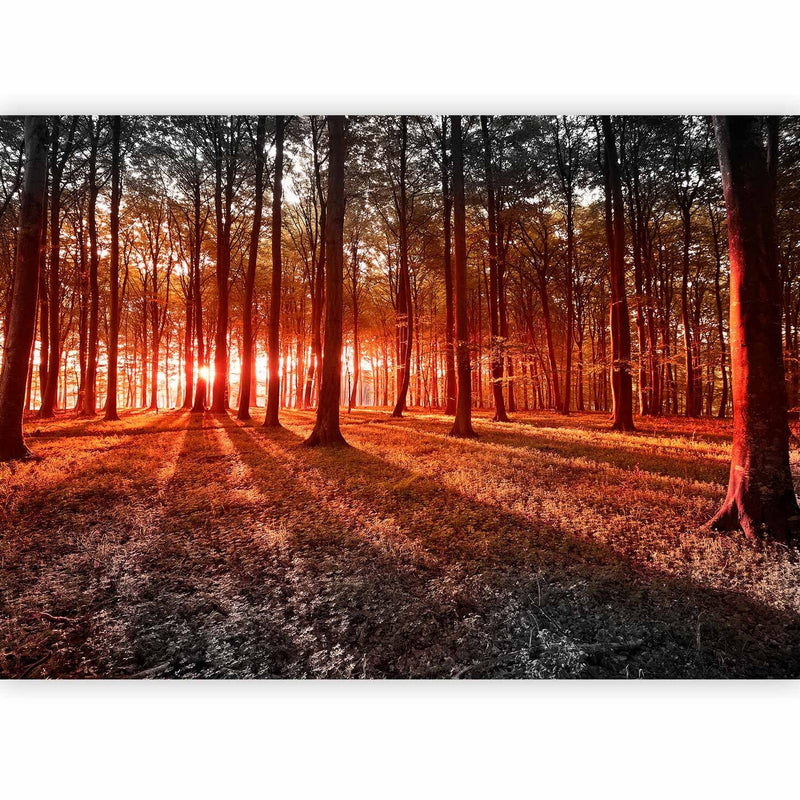 Fototapetes ar mežu - Rudens rīts mežā - ainava ar kokiem un saules gaismu, 60503 G-ART