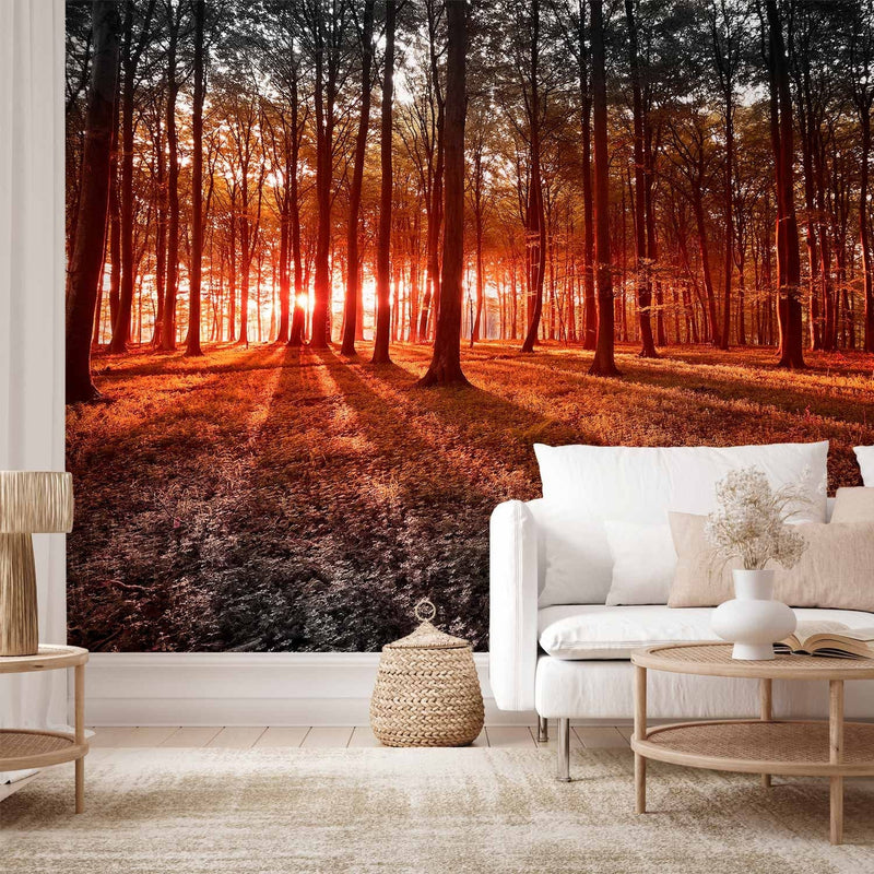 Valokuvatapetti metsän kanssa - Syksyinen aamu metsässä - maisema puita ja auringonvaloa, 60503 G-ART