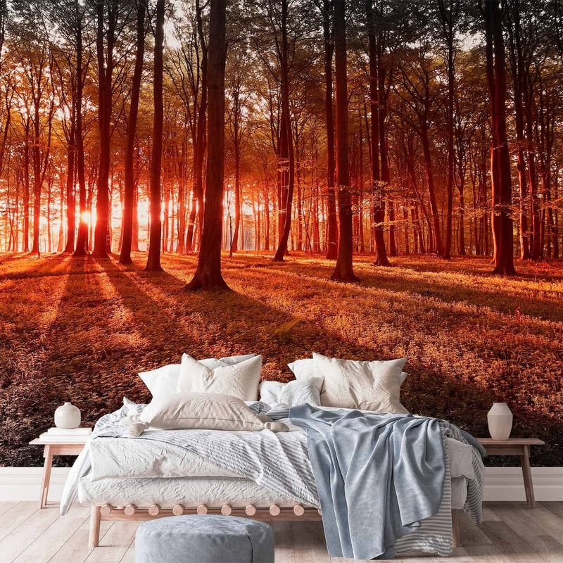 Wall Murals with the forest - autumn morning in the forest - landscape with trees and sun g -art