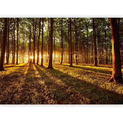 Fototapetes ar mežu - Vasara: rīts mežā, 60495 G-ART