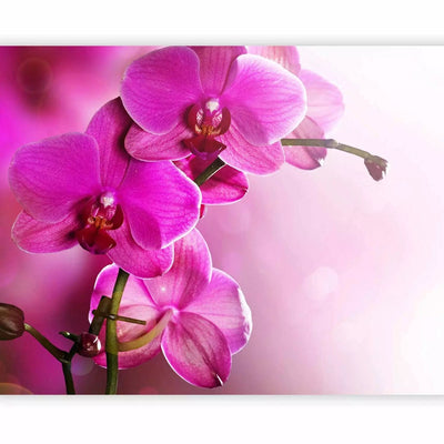 Wall Murals with orchids pink - pink orchid, 60622 g -art