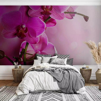 Wall Murals