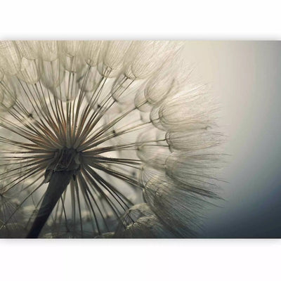 Wall Murals bedroom, with dandelions - gray fascination, 74562g -art