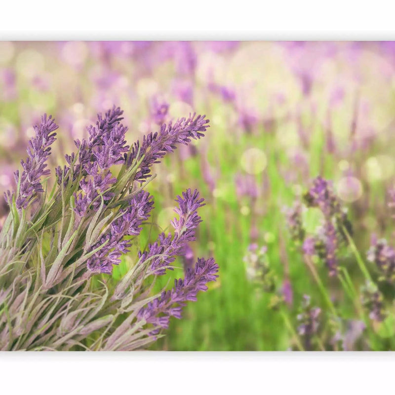 Fototapetes interjerā ar lavandas ziediem tuvplānā - zaļā, violetā G-ART