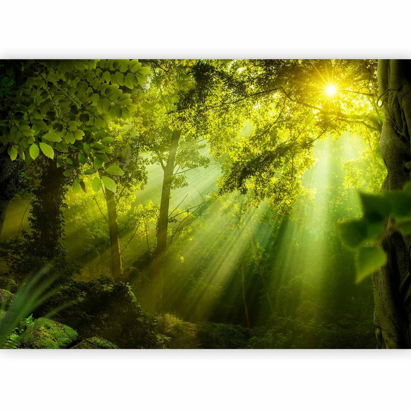 Fototapetai su saulėtu mišku - Secret Forest, 61874 G-ART