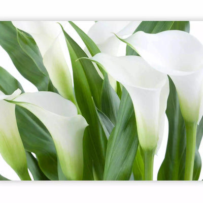 Wall Murals - calla lilies and floral motif with flowers on a light background G-ART