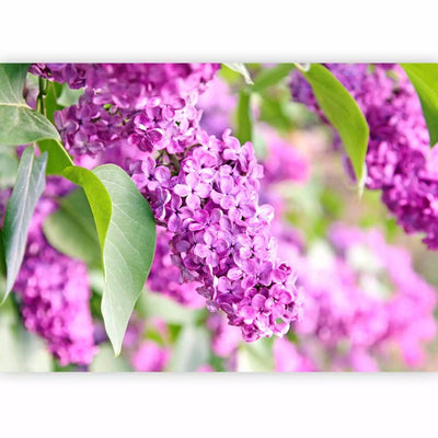 Wall Murals with lilac - lilac time - 60668g -art