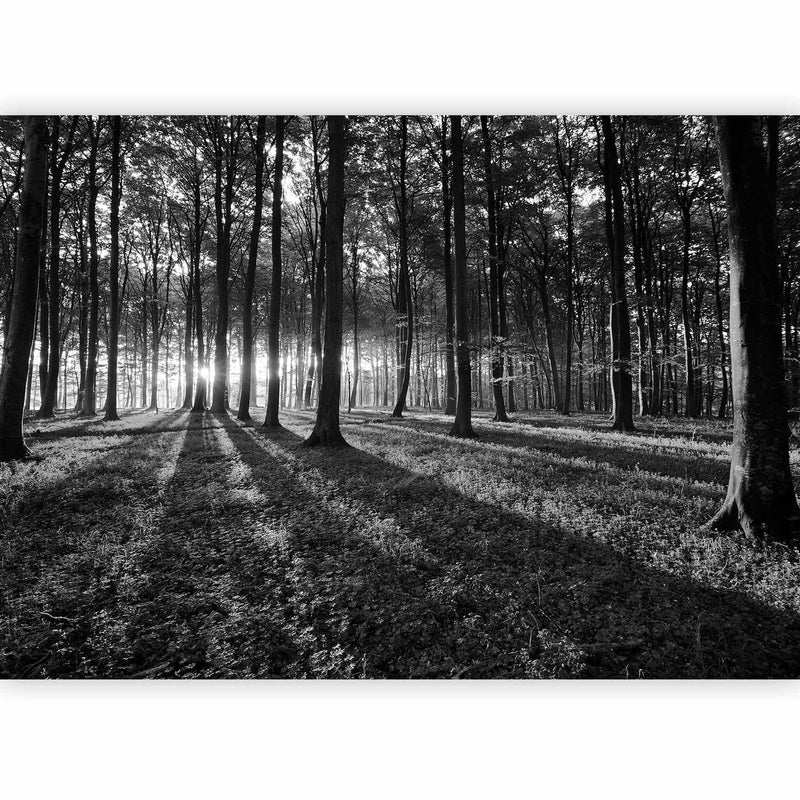 Фотообои - Свет в лесу, 61892 G-ART