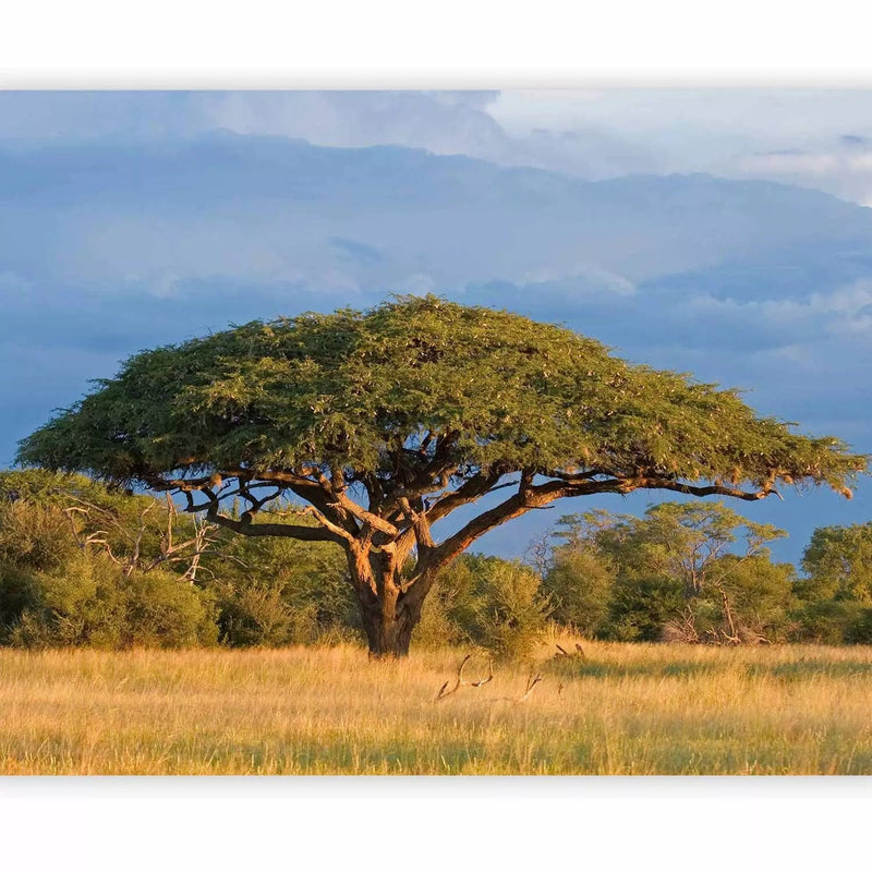 Wall Murals with Hwange National Park and the Lonely Tree - price G-ART