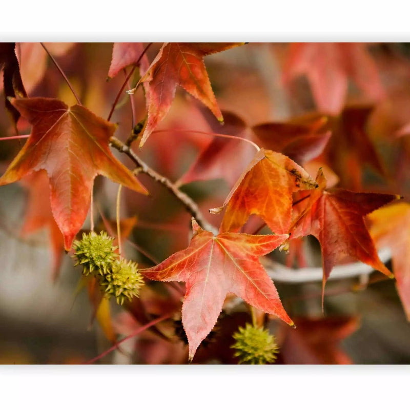 Wall Murals with beautiful red chestnut leaves, 60427 G-ART