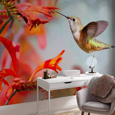 Wall Murals - A hummingbird eats nectar from a red flower. 61328 G-ART