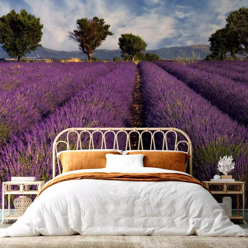 Wall Murals - Natural landscape - rural purple lavender field G-ART