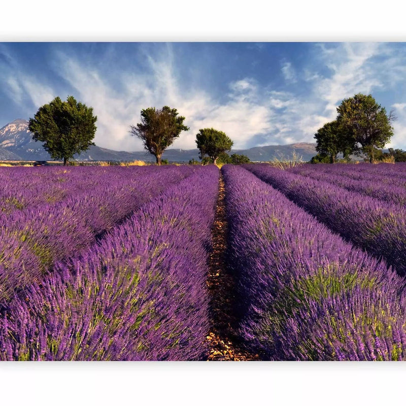 Wall Murals - Natural landscape - rural purple lavender field G-ART