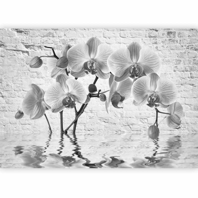 Wall Murals - Black and white composition with orchids - 62017G-ART