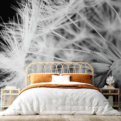 Wall Murals - Black and white dandelion close-up, 60147 G-art