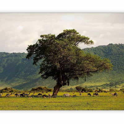 Valokuvatapetti vihreä luonto - Ngorongoro Crater, 59947 G-ART