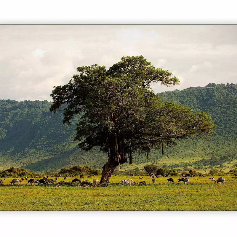 Wall Murals with green nature - in the Ngorongoro Crater, 59947 G-ART