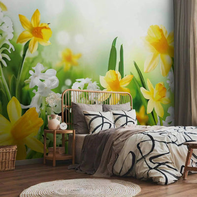 Wall Murals - Meadow with yellow and white daffodils on a vague background g-art