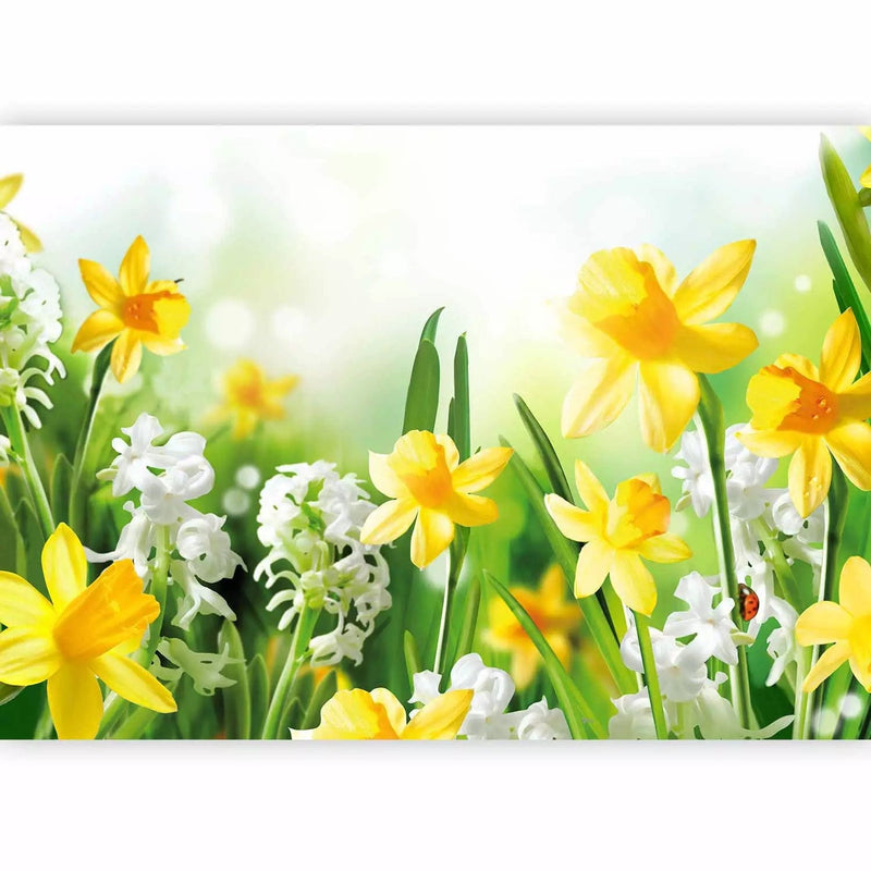 Wall Murals - Meadow with yellow and white daffodils on a vague background g-art