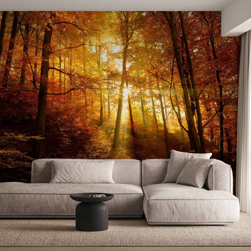 Rudens fototapetes  - koki ar dzeltenām lapām saules gaismā, 92061  G-ART