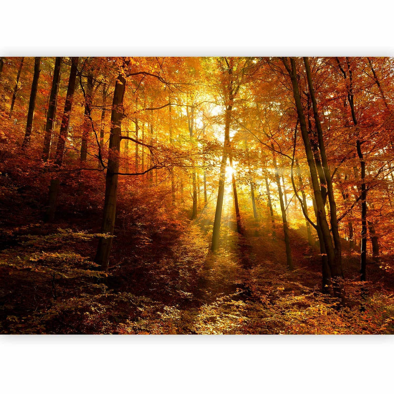Rudens fototapetes  - koki ar dzeltenām lapām saules gaismā, 92061  G-ART