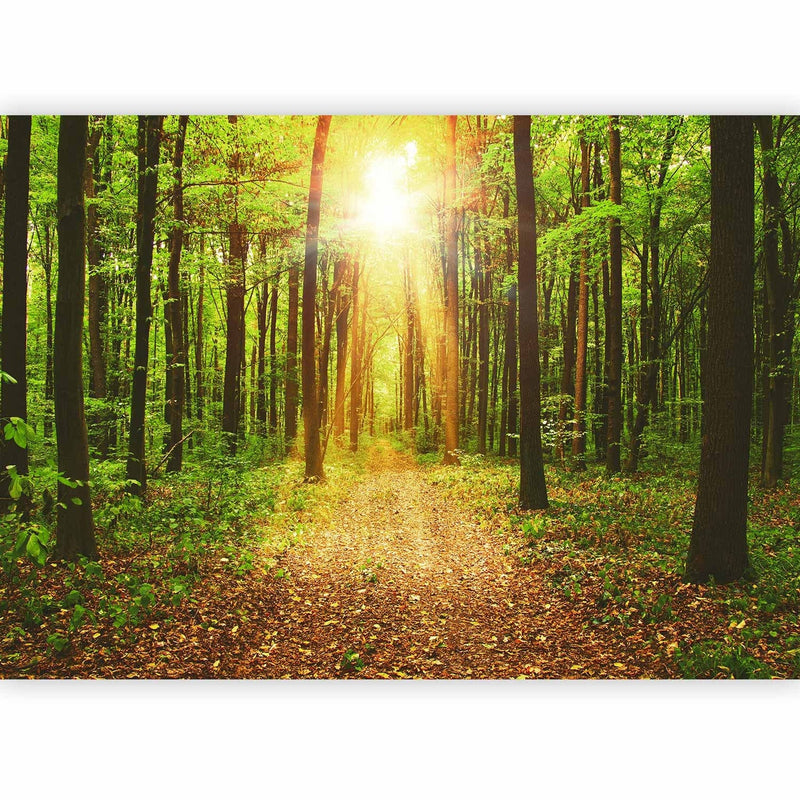Fototapetai - Saulės šviesa - Peizažas su keliu miške, 64597 G-ART