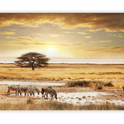 Wall Murals - Sunrise in Africa - zebras in the savannah by the tree waterhole G-ART