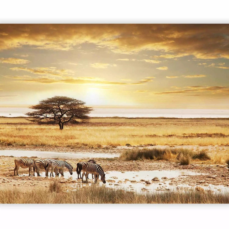 Wall Murals - Sunrise in Africa - zebras in the savannah by the tree waterhole G-ART