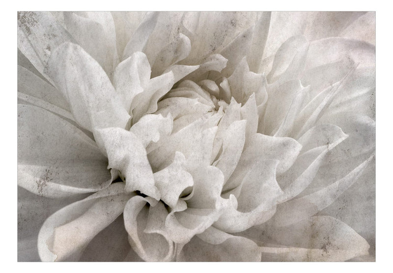 Fototapetes ar ziediem - Smalkas pelēkas ziedlapiņas tuvplānā G-ART