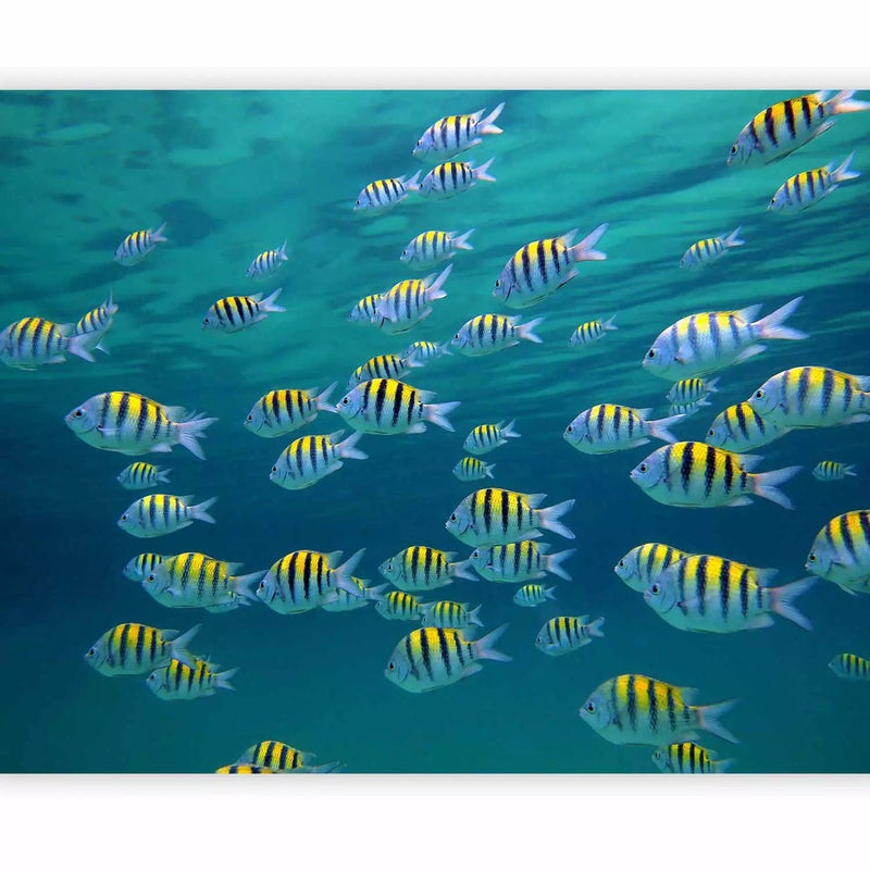 Wall Murals - Underwater Landscape - Caribbean Sea - 59997 G-ART